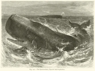 The Sperm-Whale (Physeter Macrocephalus)